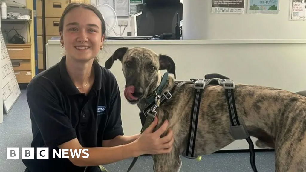 RSPCA Shelters' Struggle: How Community Support Keeps Doors Open